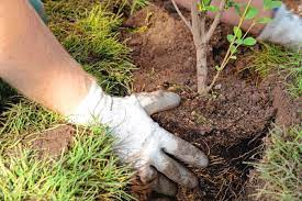 plantas